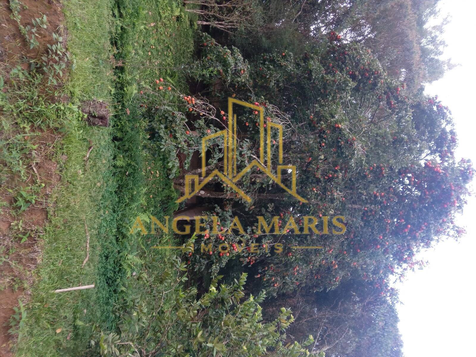 Chácara, 3 quartos, 1 hectares - Foto 32