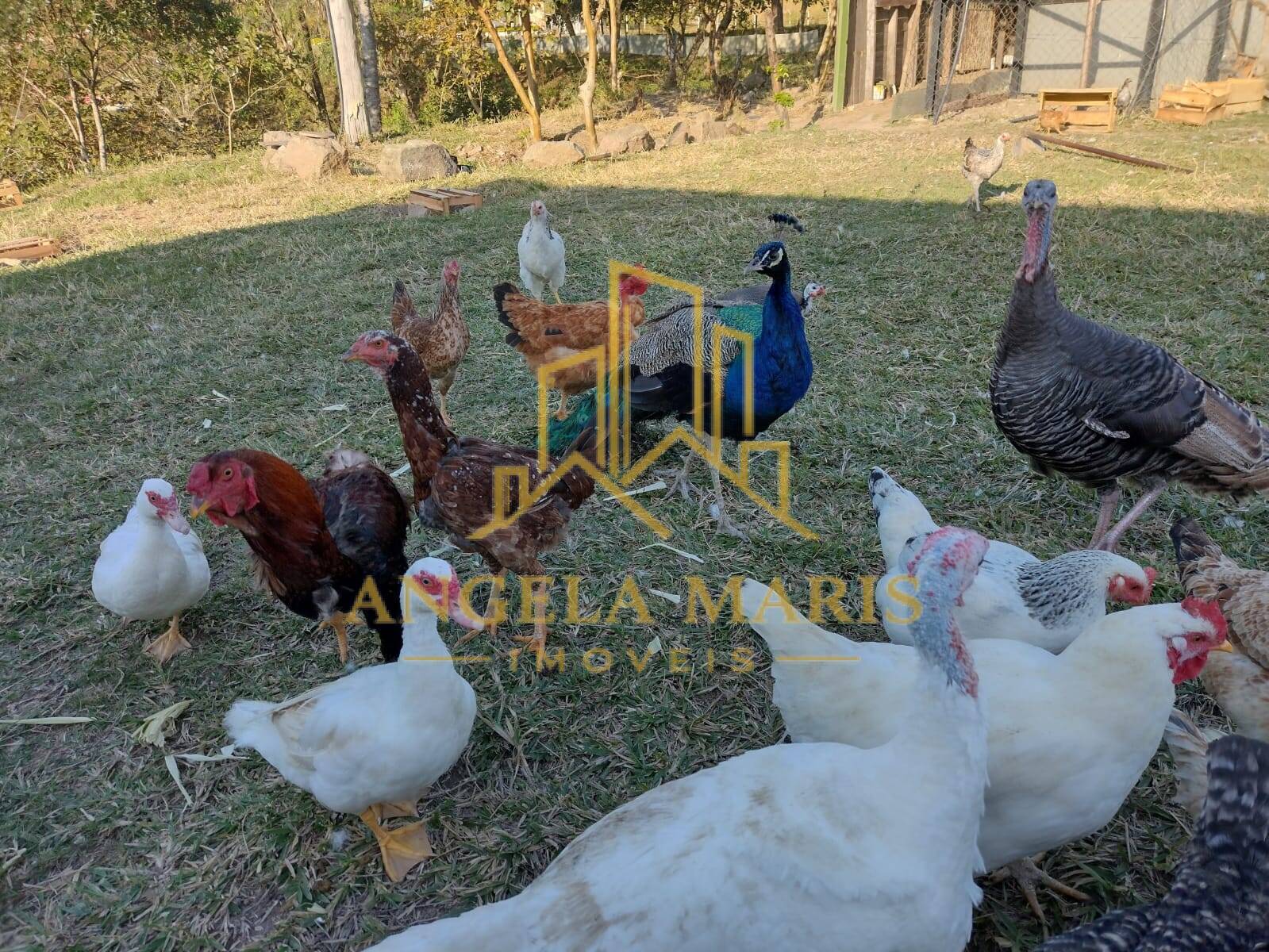 Chácara, 3 quartos, 1 hectares - Foto 18