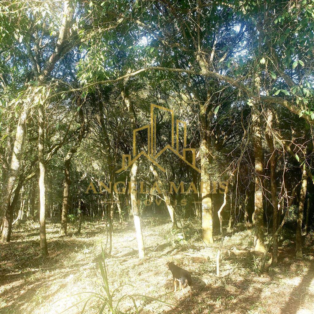 Sítio, 3 quartos, 2 hectares - Foto 17
