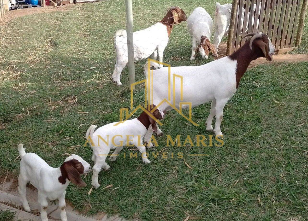 Chácara, 2 quartos, 1 hectares - Foto 4