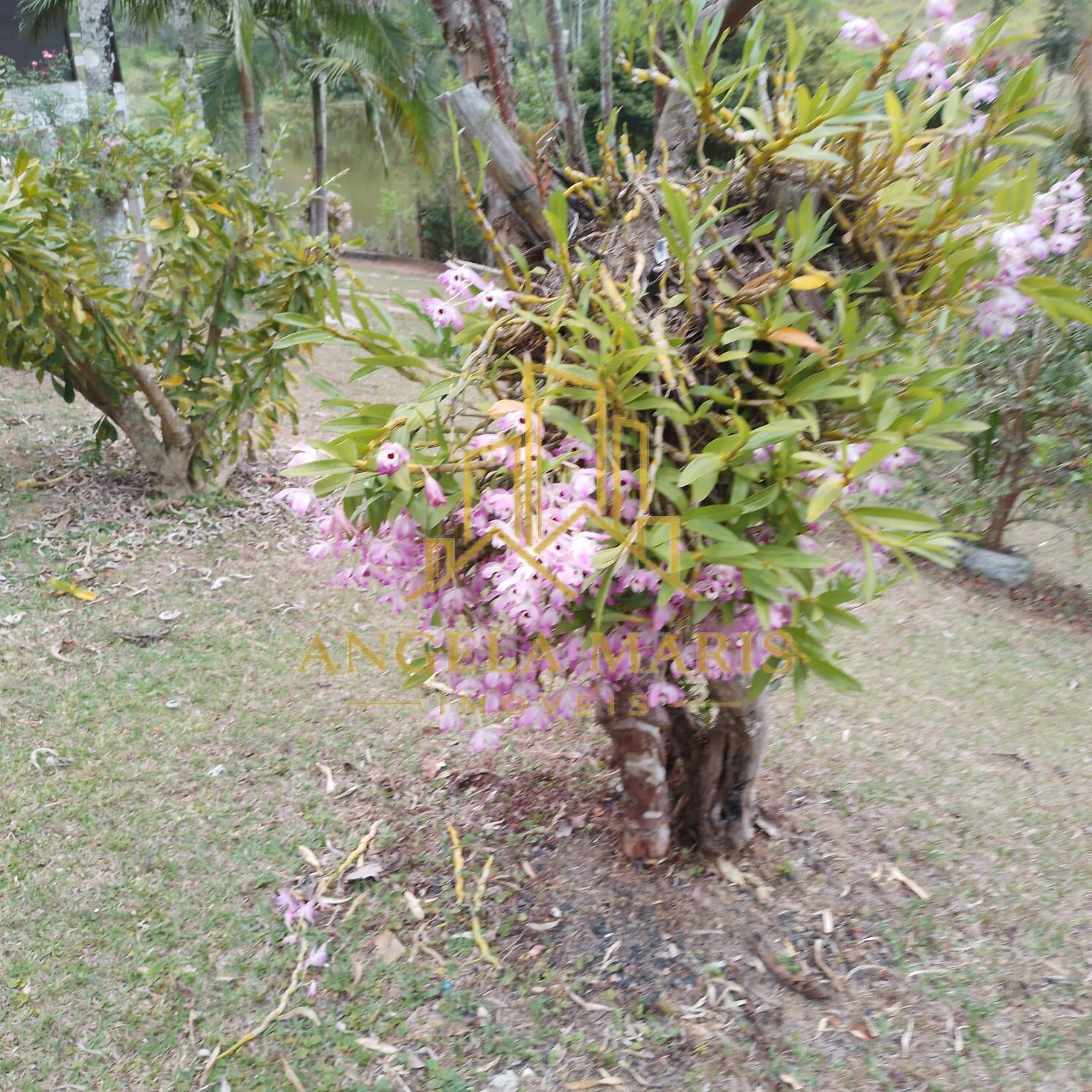 Fazenda, 144 hectares - Foto 3